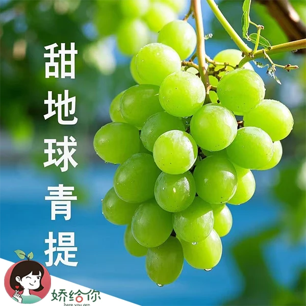 【顺丰包邮】澳大利亚甜地球青提香甜爆汁当季鲜果 2斤/3斤装