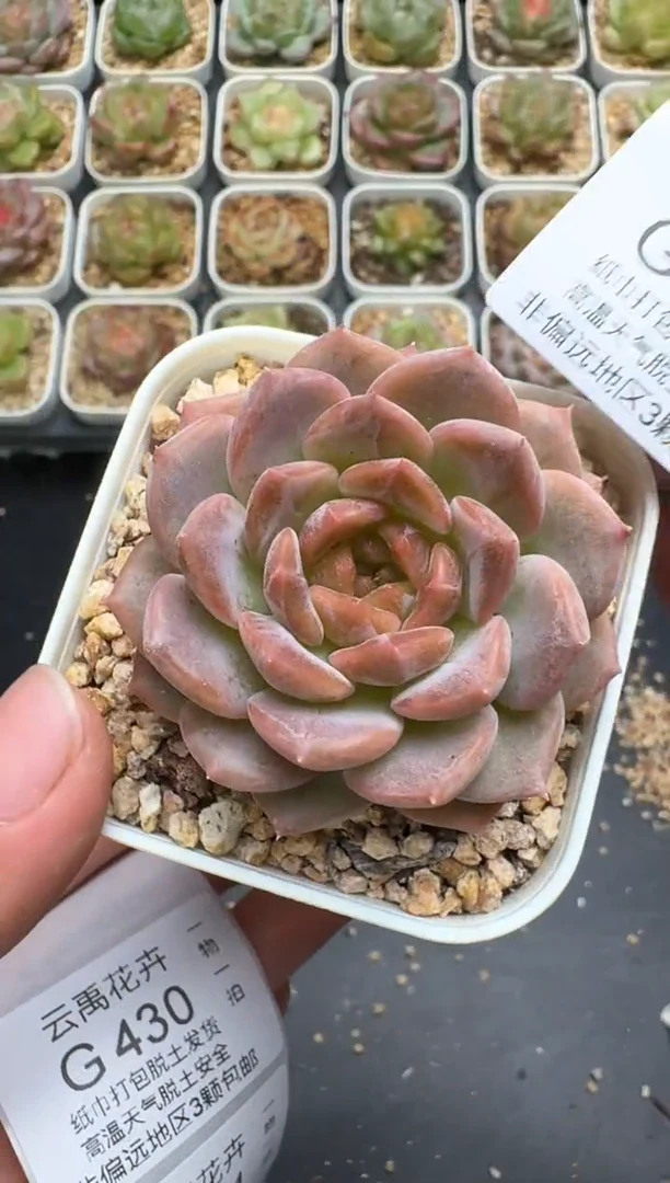 429G云禹多肉植物 脱土纸巾打包 3颗包邮