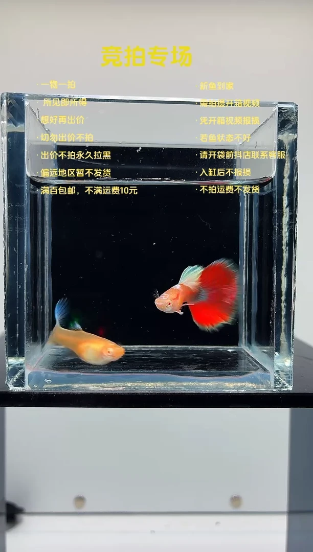 孔雀鱼蓝白火烧云一对-100