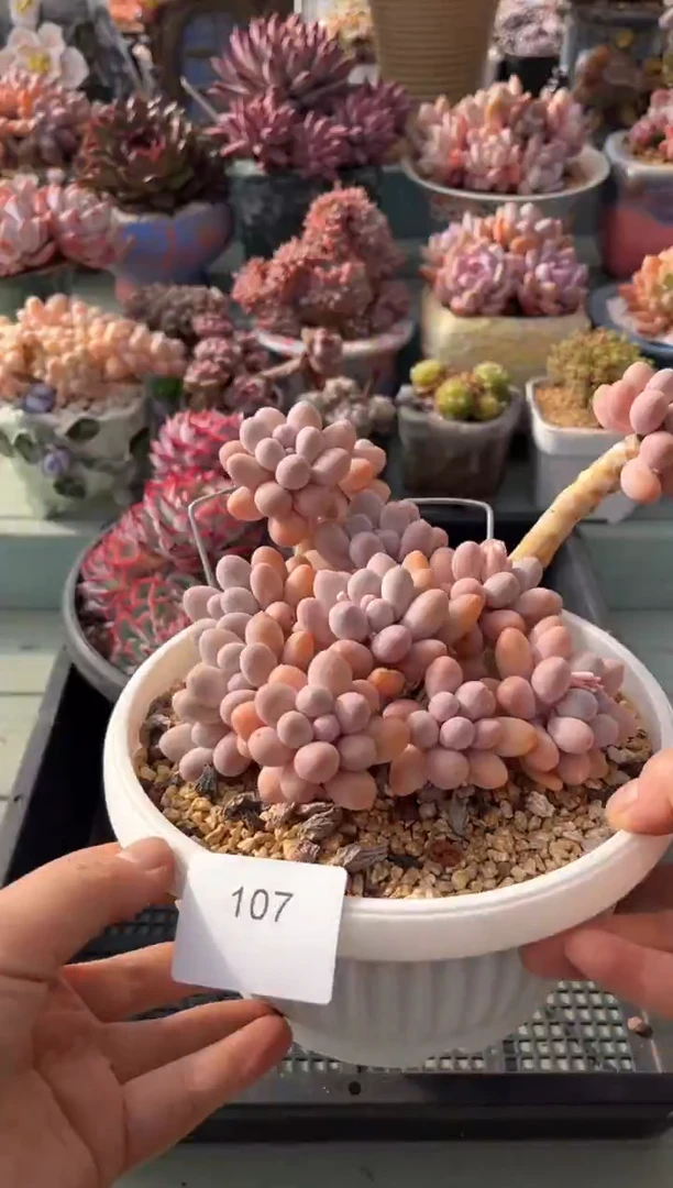 107群生老桩汤圆多肉