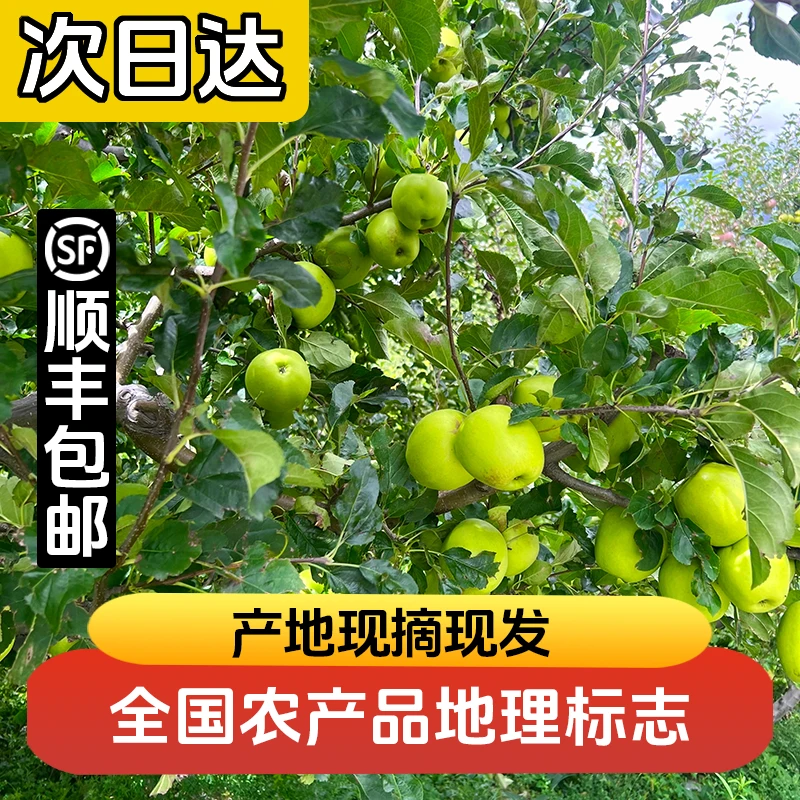 【小金青苹果】现摘现发高海拔当季新鲜水果四川阿坝州整箱发货5斤10斤装不打药大苹果四川省
