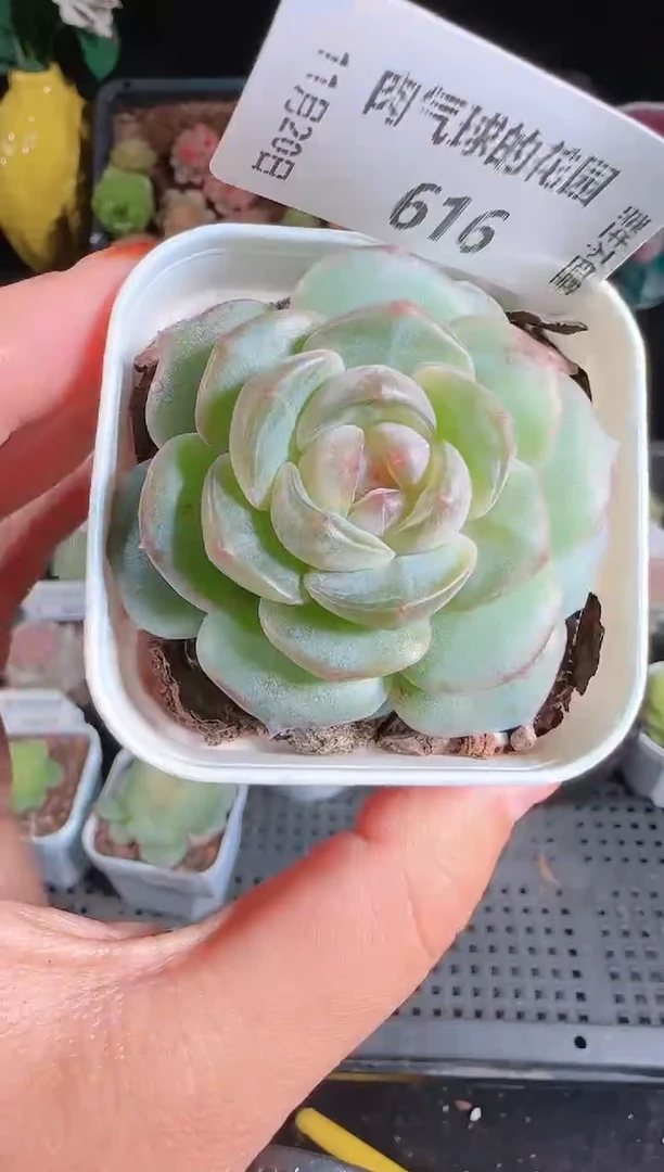 1120-616暗香群生不包整