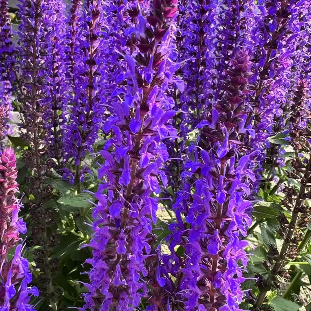 【林荫鼠尾草】120杯规格多年生宿根植物耐热耐寒