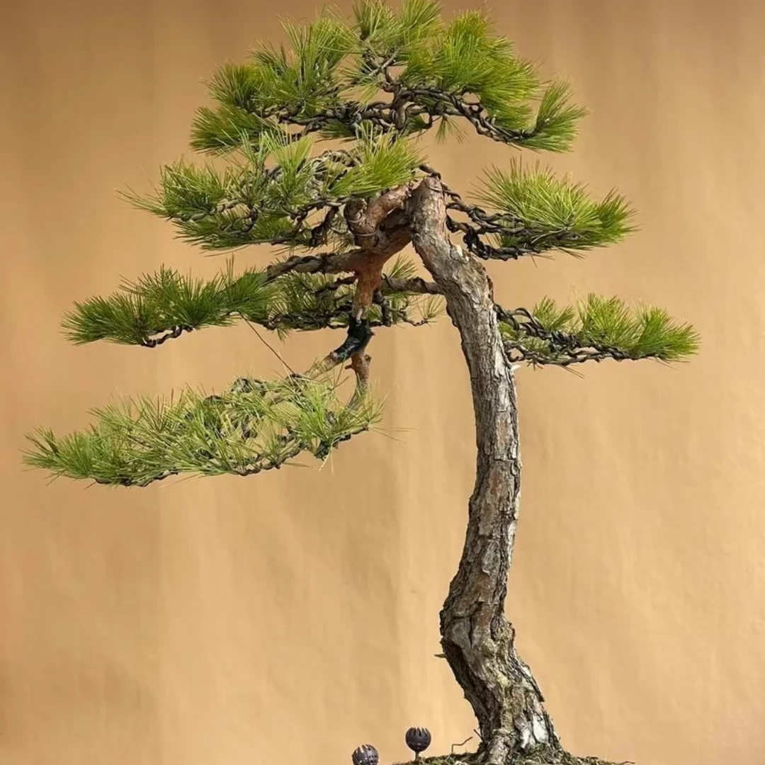 耐寒耐冻迎客松盆景室内外适用四季常青景观松直播间链接盲拍不发