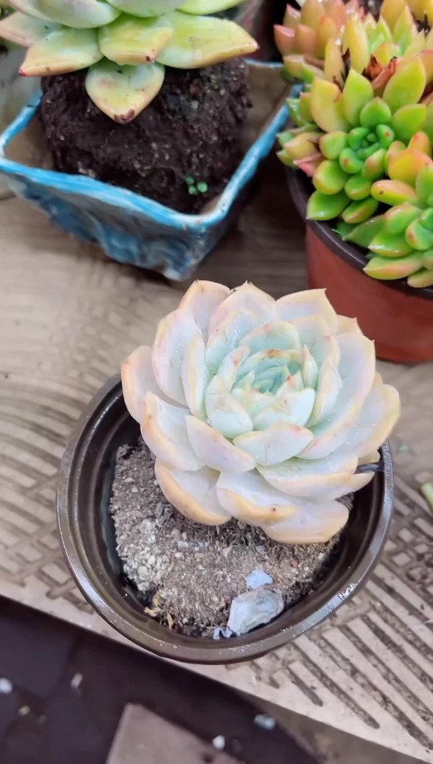 小*光27012多肉植物一物一拍