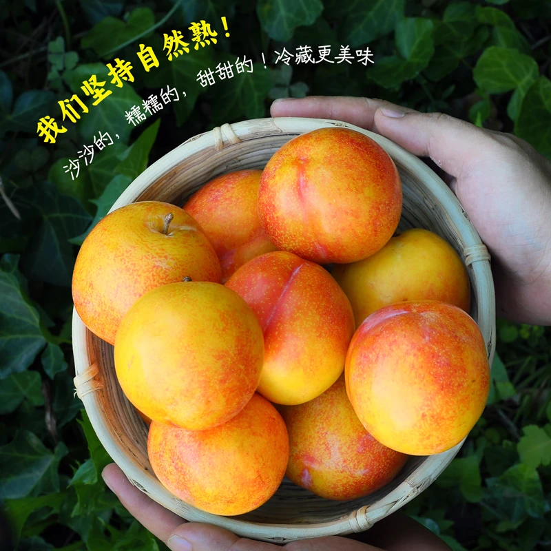 新鲜大红袍李子现摘现发黄心大果脱骨离核甜脆3-5斤顺丰包邮