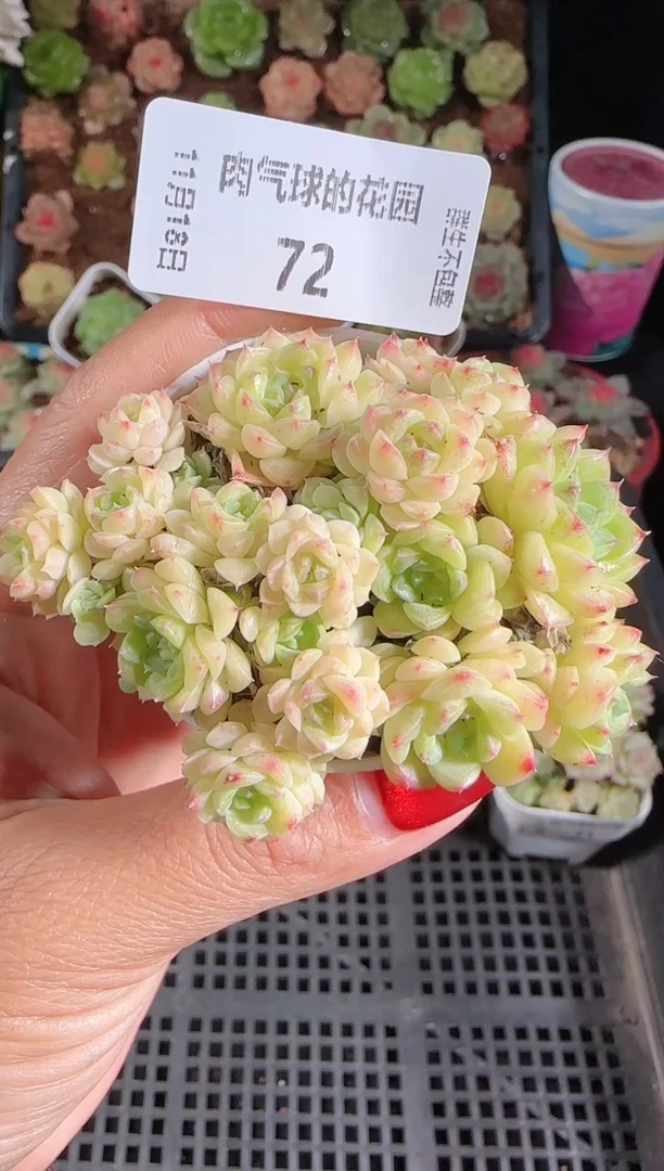 1118-72群生不包整