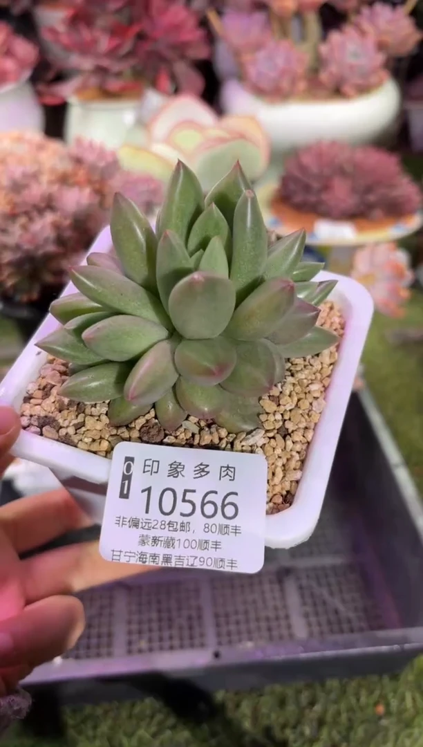 【闪购商品】10566