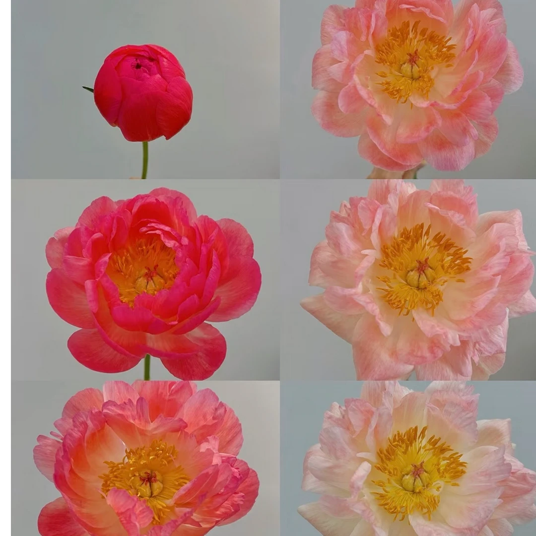 【落日珊瑚】芍药鲜切花菏泽基地直发