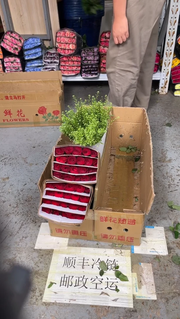 高原红 3扎 +绿林草
