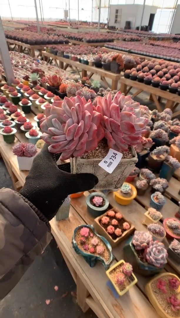 734韩橙多肉植物一物一拍