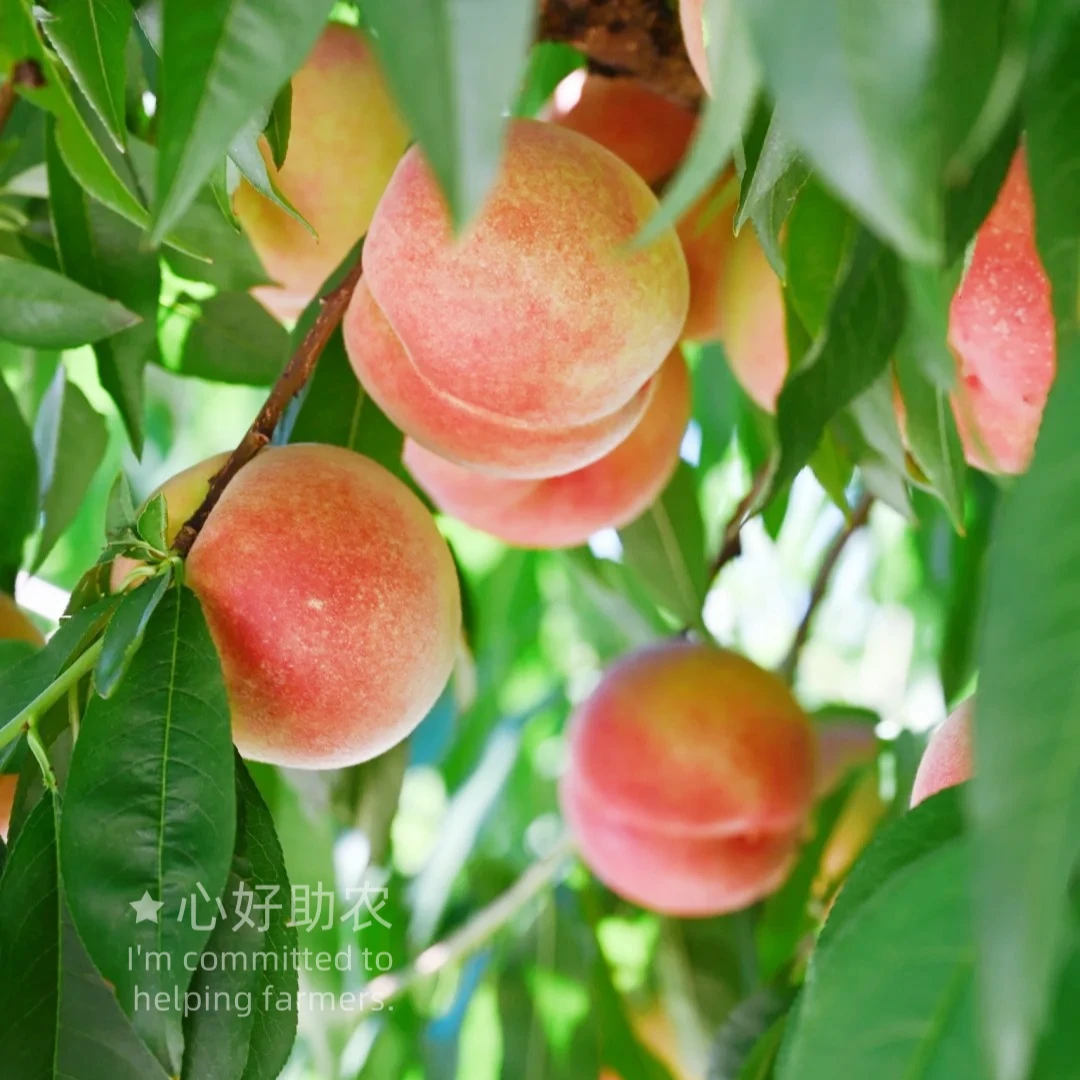 {心好助农}-新鲜现摘香脆脆蜜桃鲜甜爽口脆蜜桃脆甜