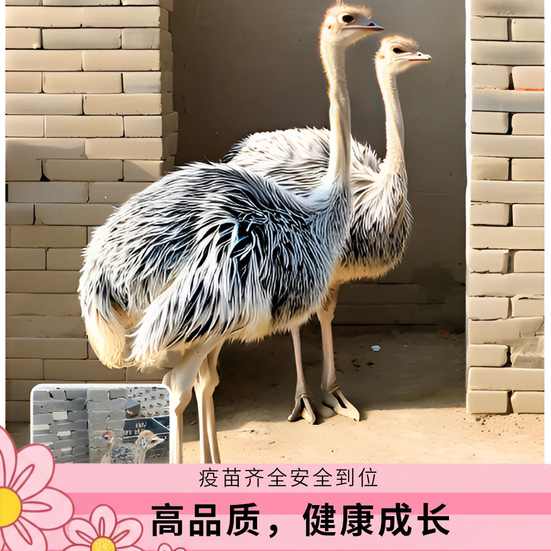 7天可牵绳的宠物鸟包邮包活包路损到家文鸟