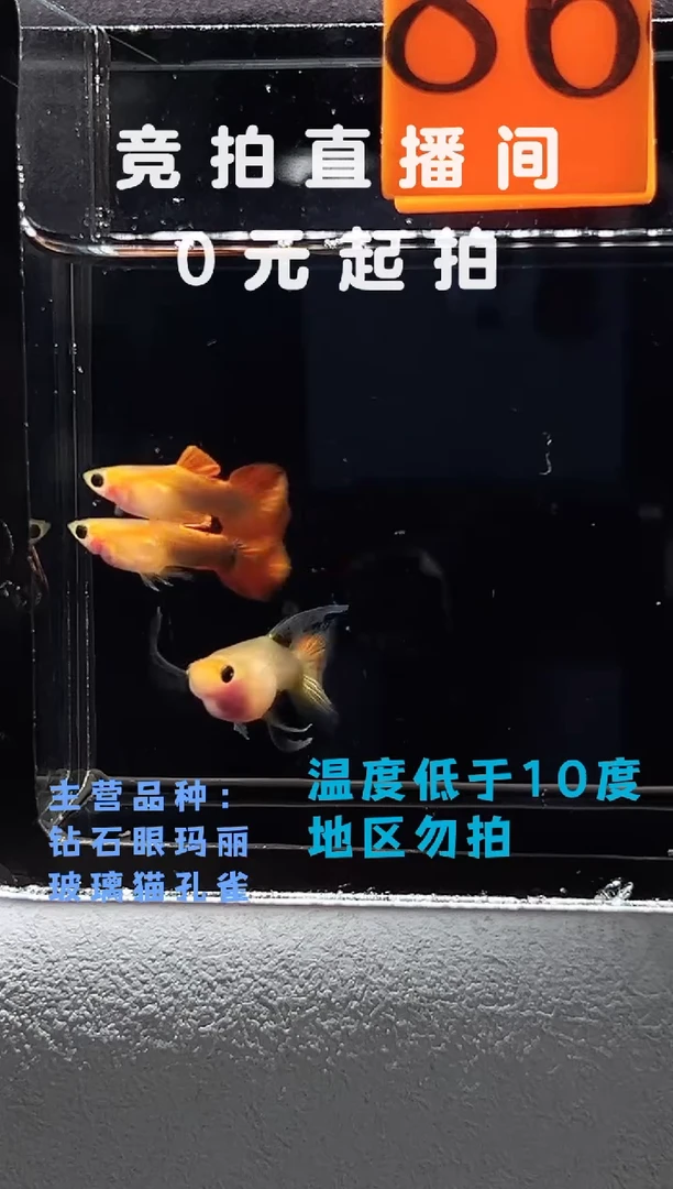 孔雀鱼红礼服玻璃猫三只编号86