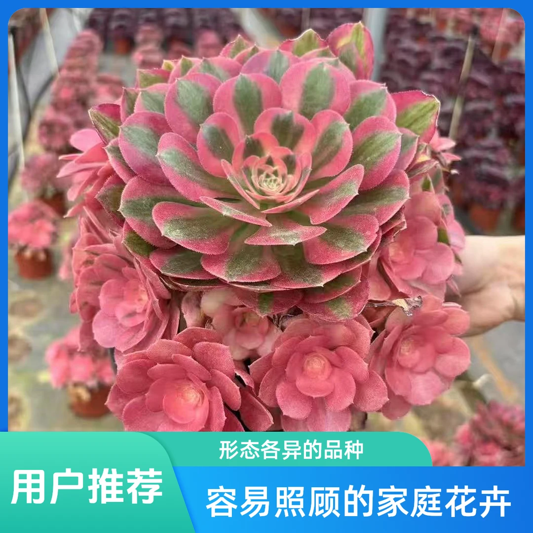 粉女巫法师老桩好种好养新手必备老手必养