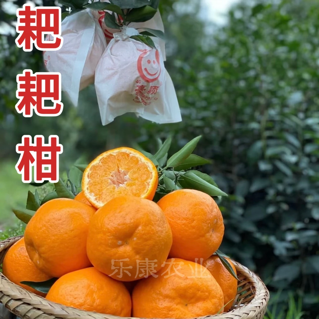 【耙耙柑】春见耙耙柑苗 丑橘柑橘树苗 丑八怪柑橘 嫁接苗 纯甜无酸