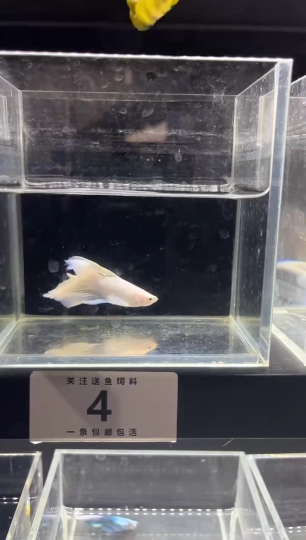 斗鱼DOUYU链接04