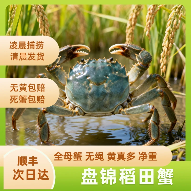 【活蟹】正宗盘锦河蟹1.3-1两/2斤/母蟹顺丰包邮鲜活到家