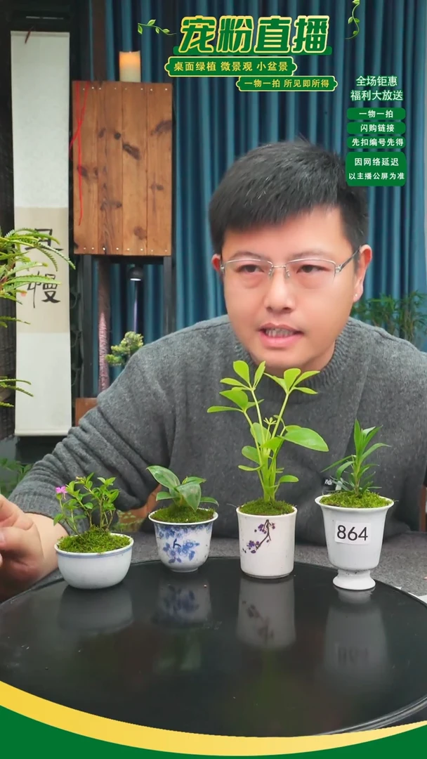 无花朵小**。苔藓微景观864号