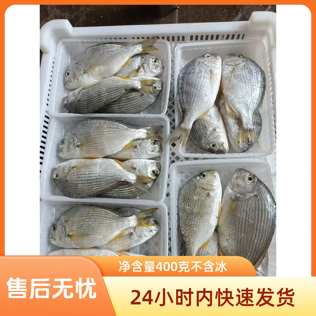 福建诏安活冻香头鱼去磷去肚一盒8两顺丰冷链包邮