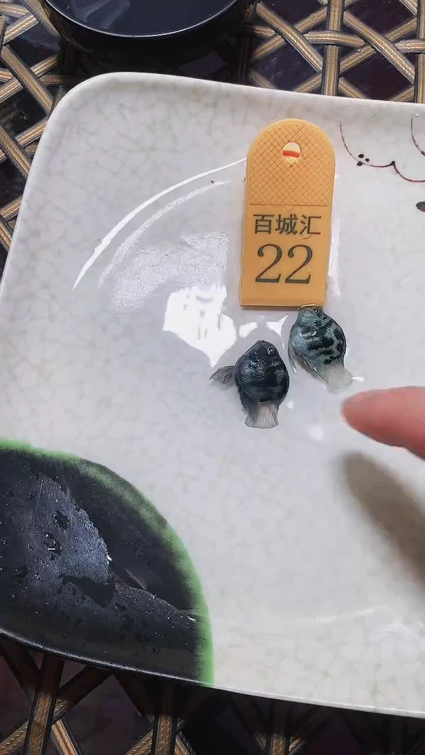 鹦鹉鱼25870000000