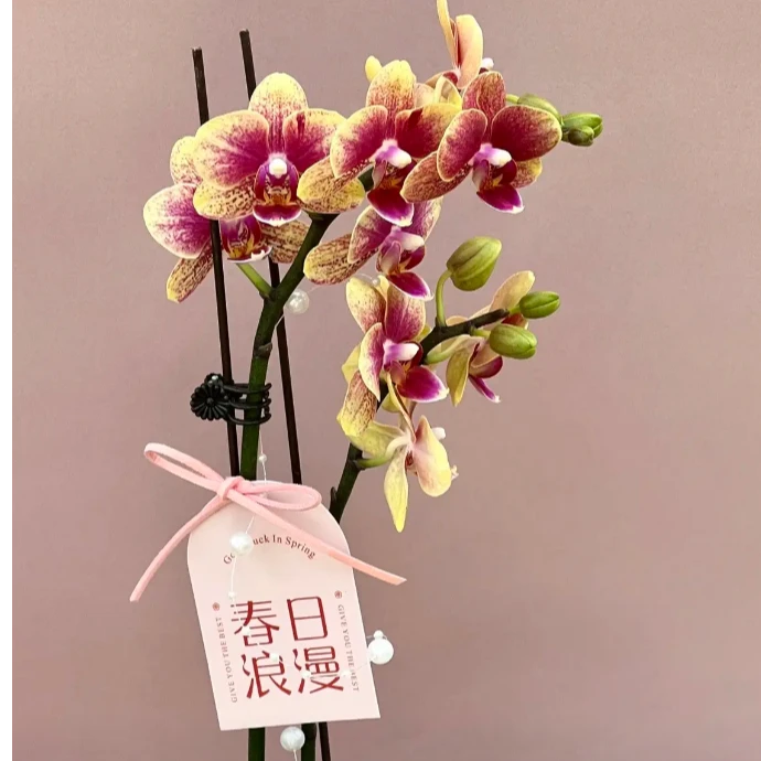 【聚缘溪】一颗蝴蝶兰金蝶 3.0杯临近春节不包售后