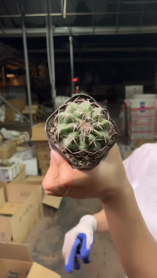 实生圆盘玉4-5cm9.99