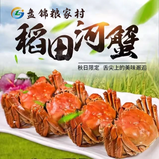 【活蟹】盘锦河蟹 1-1.3两/只 全母 2斤+1斤  24-30只 顺丰礼盒发货