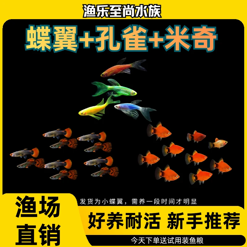 【孔雀+蝶翼+米奇】小型热带观赏鱼好养耐活适合新手