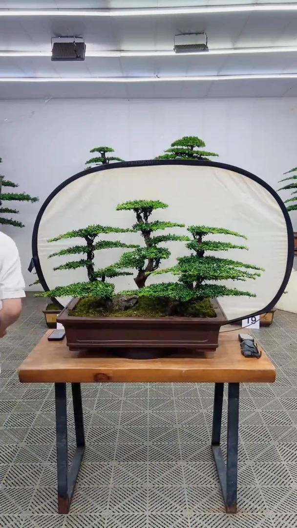 无花朵造型盆景一物一拍