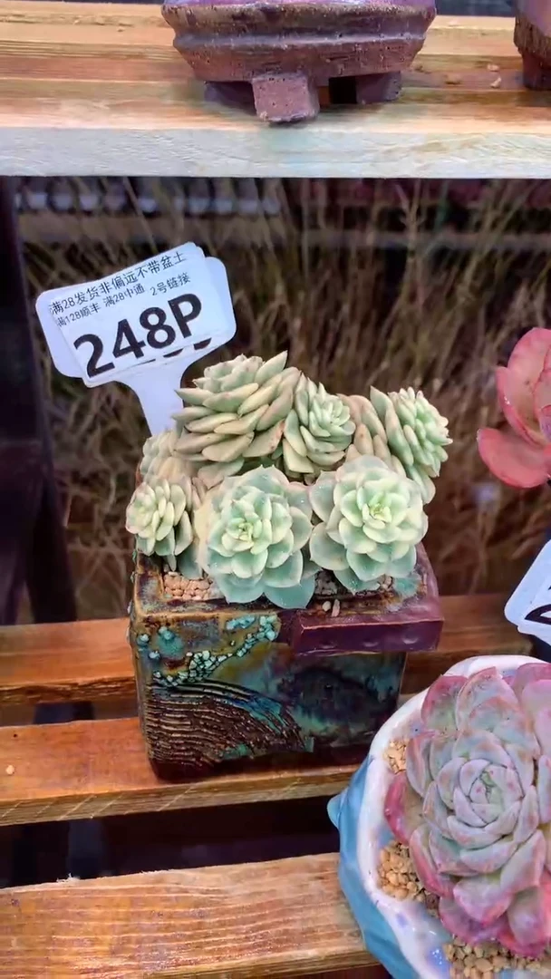 248P（一物一拍实付满28发货，默认不带盆土）