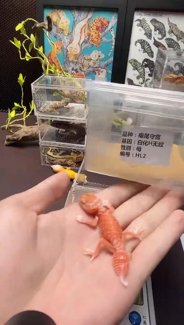 瘤尾守宫鳞与尾 Scale Tail 爬宠HL2