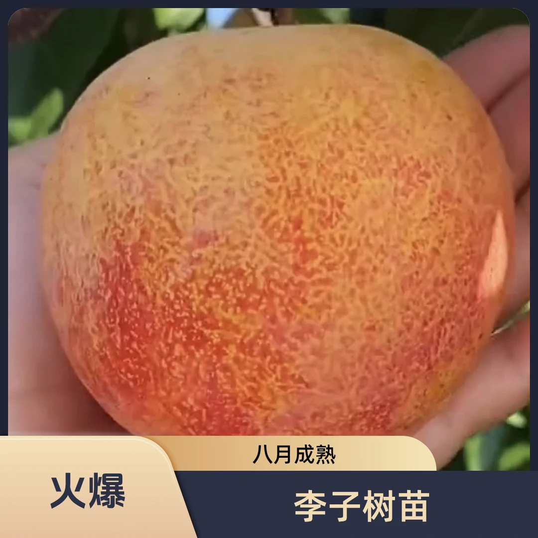 大红袍李子树苗：干碗离核 八月中旬成熟