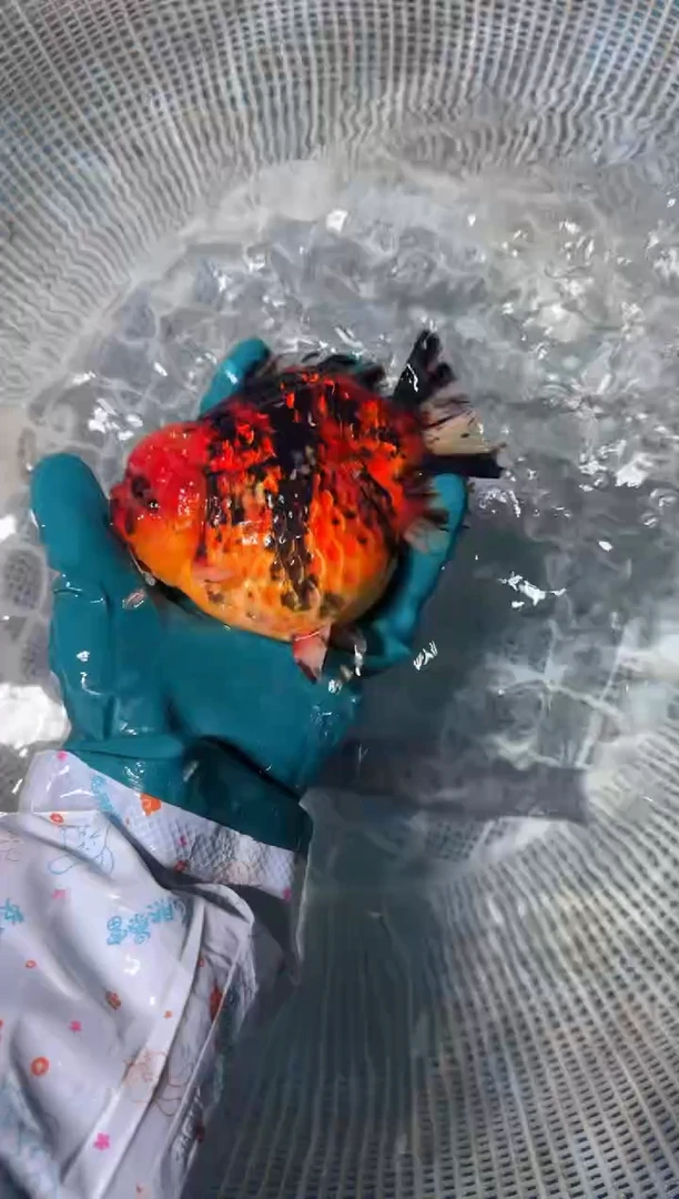 狮头鱼拍包装费，一包两条，没拍运费到付。