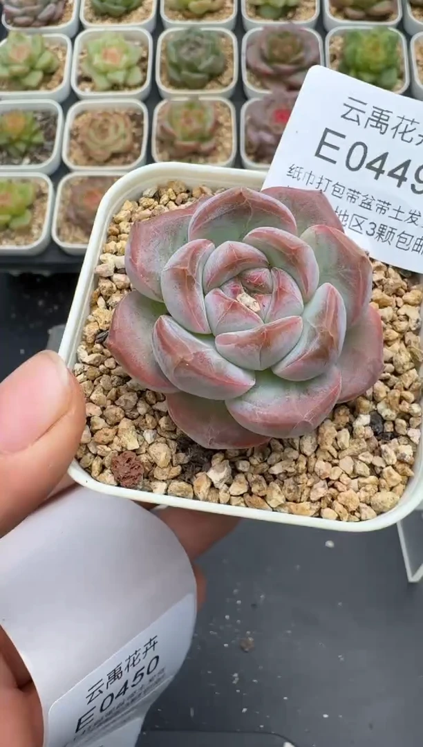 448E云禹多肉植物 带盆土纸巾打包 3颗包邮