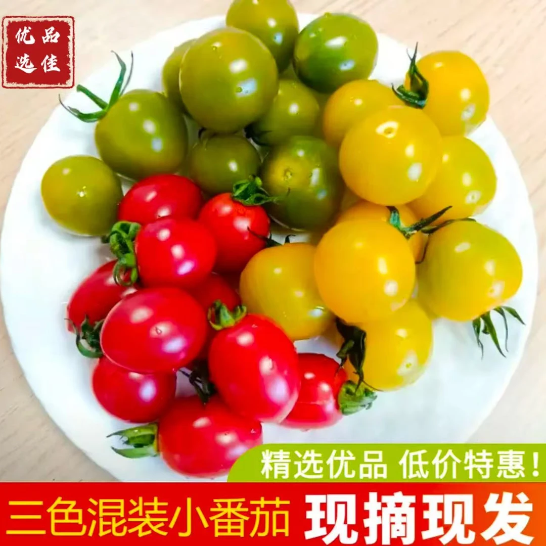 山东当季三色小番茄千禧圣女果西红柿樱桃小番茄三种水果随机发货