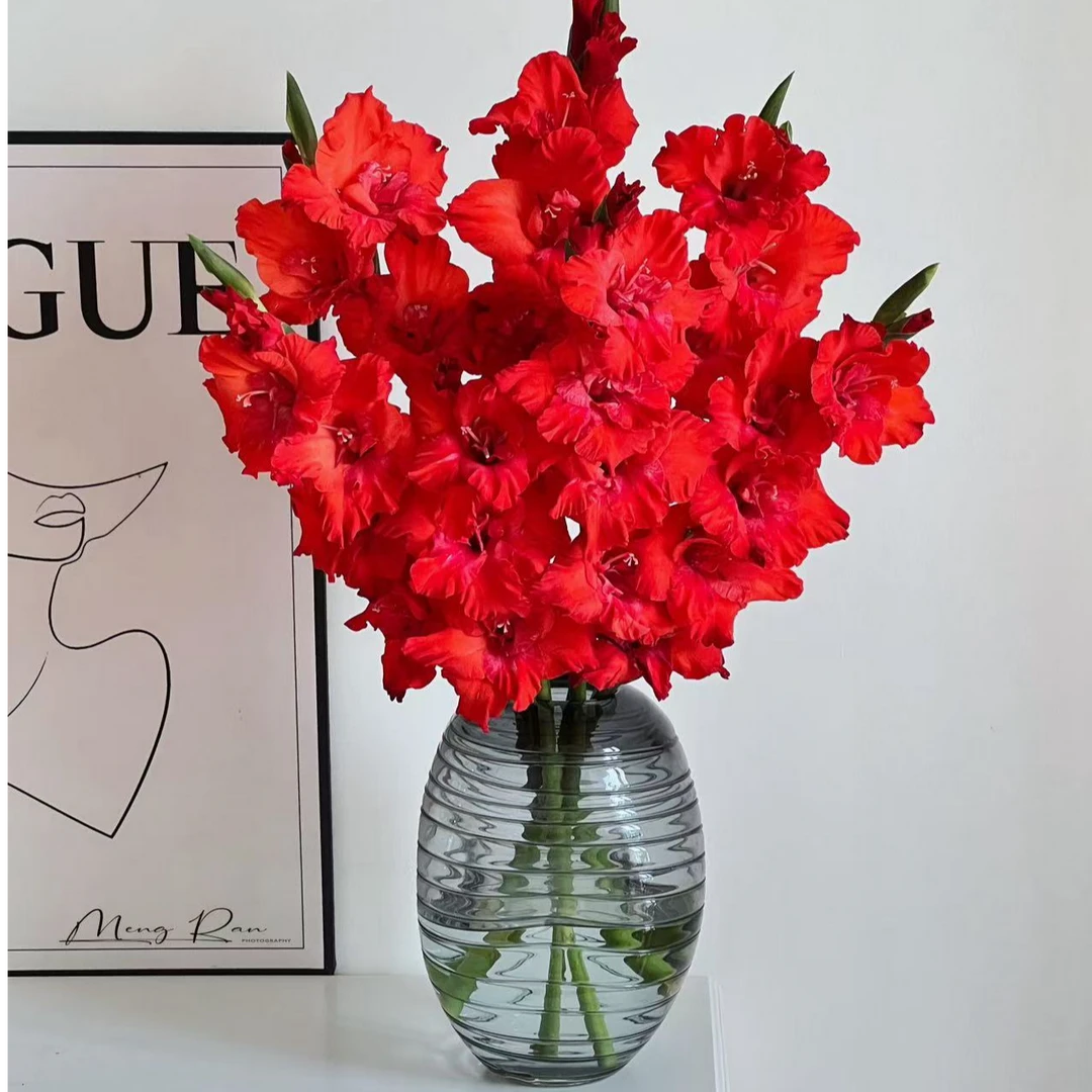 【六哥花卉】【红色剑兰 】一单顺丰包邮