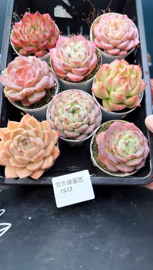 15 22    多肉8 颗