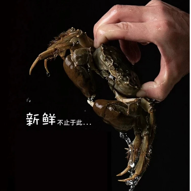 【苏州金标活蟹】全母蟹 江苏蟹 1.8-2两/只 8只 顺丰冷链发货 L200