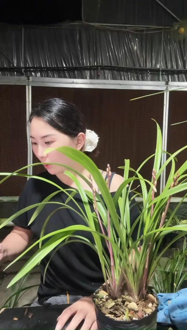 无花朵花仙子3苗2苞