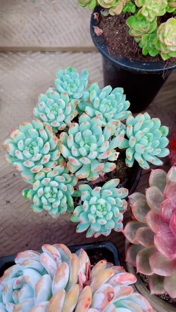 淡*11049多肉植物一物一拍