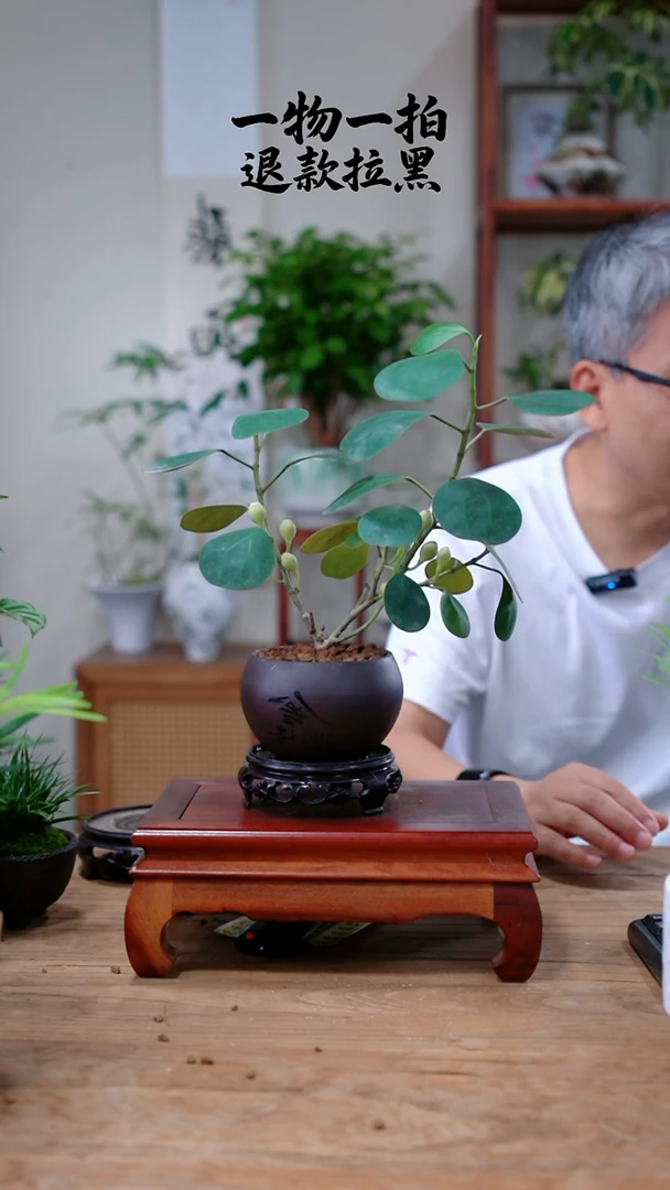 完全开放彬*菩提419