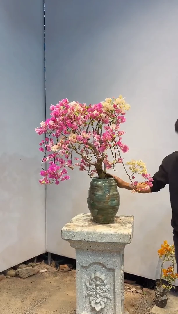 以实际为准三角梅82