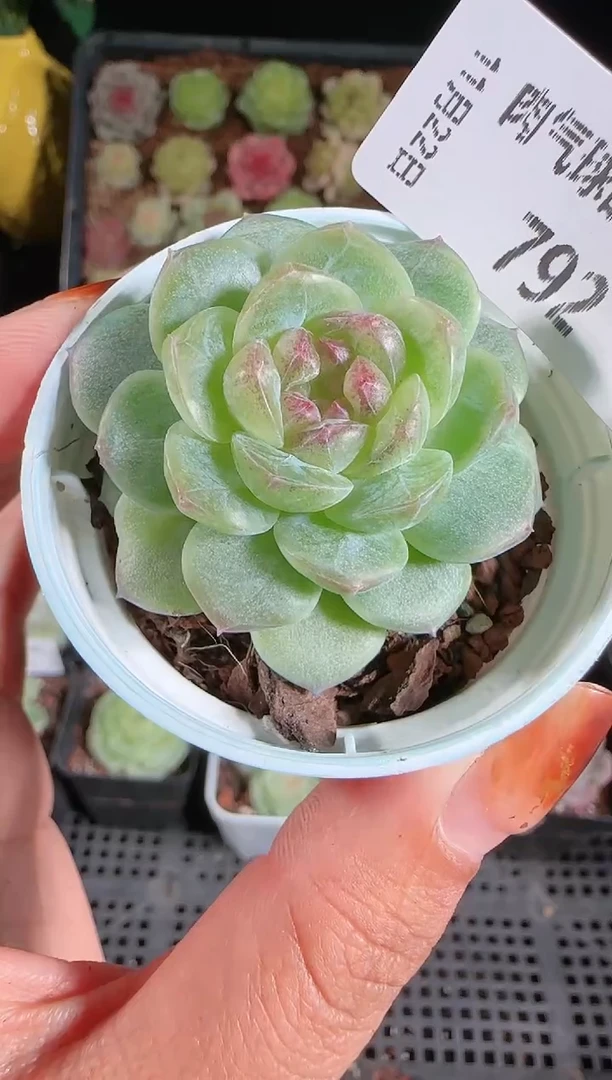 1122-792p3-9群生不包整
