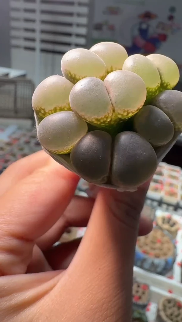 214多肉植物肉锥b23一颗