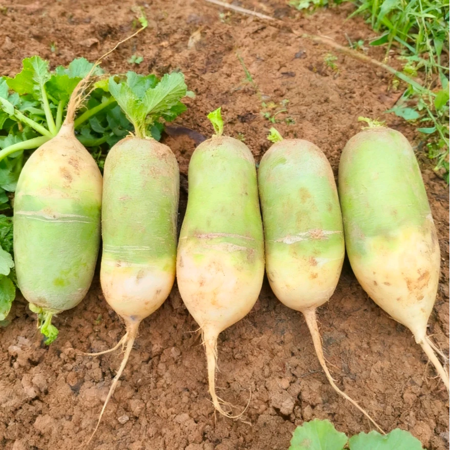 河南新鲜青皮萝卜产地直发营养丰富可生吃的时令蔬菜农家菜