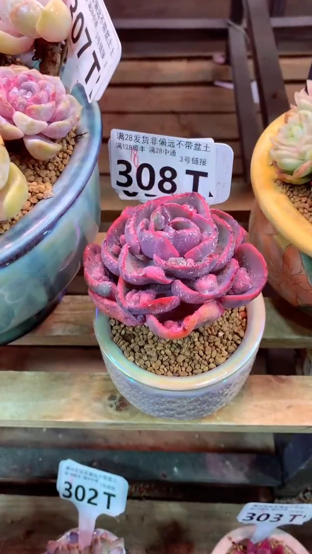308T（一物一拍，精品多肉，w所见即所得 ）