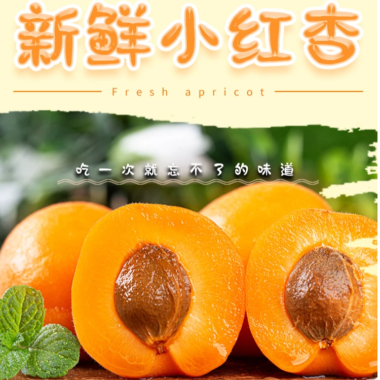 新疆正宗小红杏新鲜采摘软糯多汁果香浓郁