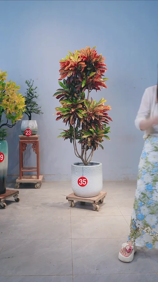 无花朵七彩变叶木