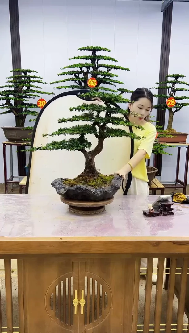 无花朵红芽珍珠罗汉松